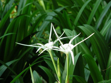 水鬼蕉可以养在家里吗吉利吗