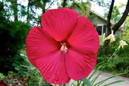 芙蓉葵的种植方法