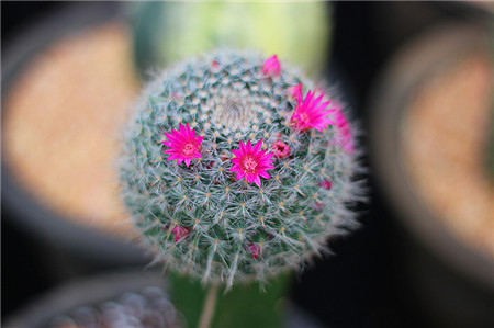 玉翁怎么繁殖小球图片