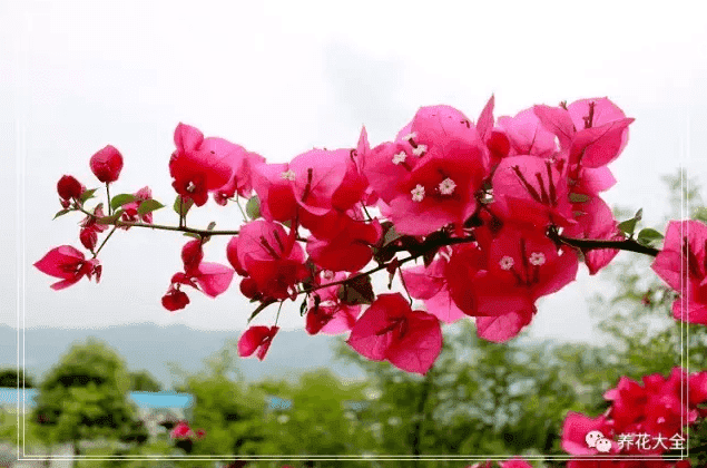 三角梅瀑布盆景