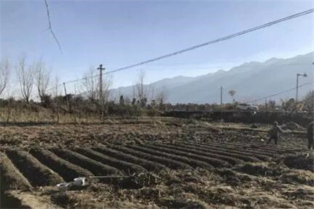 种多肉大棚要投资多少钱