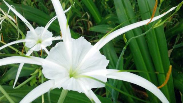 水鬼蕉如何养殖(水鬼蕉可以养在家里吗吉利吗)