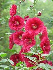 盆栽蜀葵如何过冬