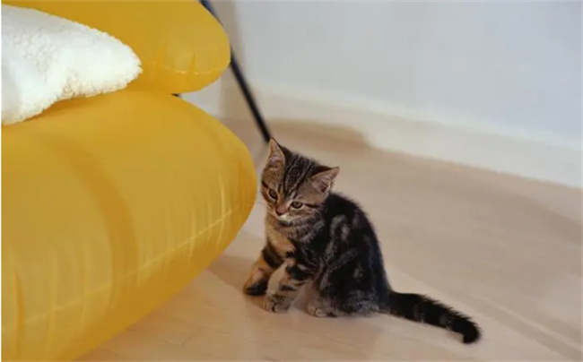 小猫便秘怎么办怎么确定猫是不是便秘(怎么判断猫猫便秘)