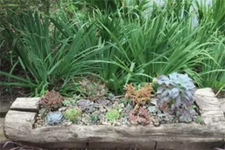 种多肉大棚要投资多少钱