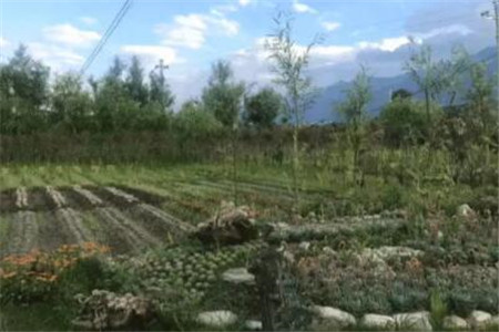 种多肉大棚要投资多少钱