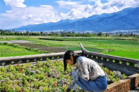 种多肉大棚要投资多少钱