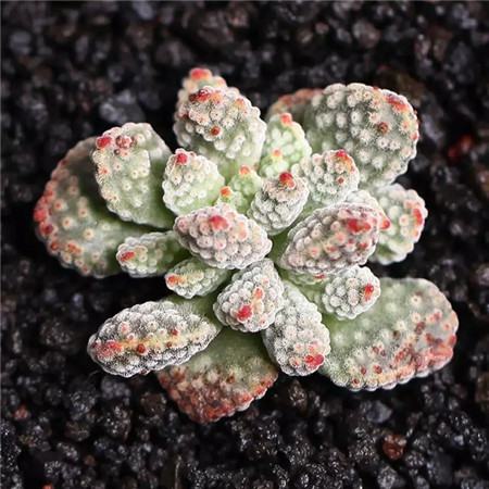 多肉五月份还可以施肥吗