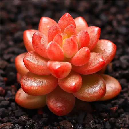 多肉五月份还可以施肥吗