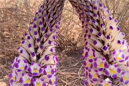 肉苁蓉 危害极大