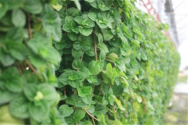 吸毒草怎么繁殖(吸毒草的养护)