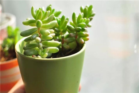 多肉植物扦插繁殖如何操作