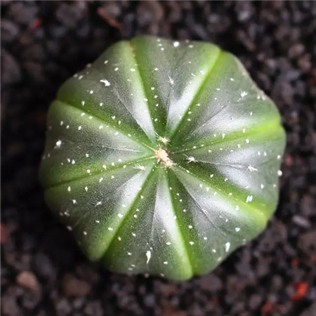 多肉五月份还可以施肥吗