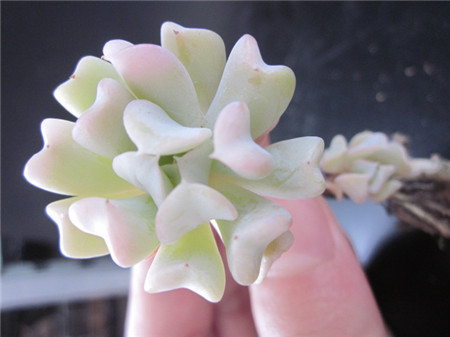 特玉莲怎么养成老桩