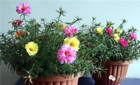 什么花适合养在花盆里