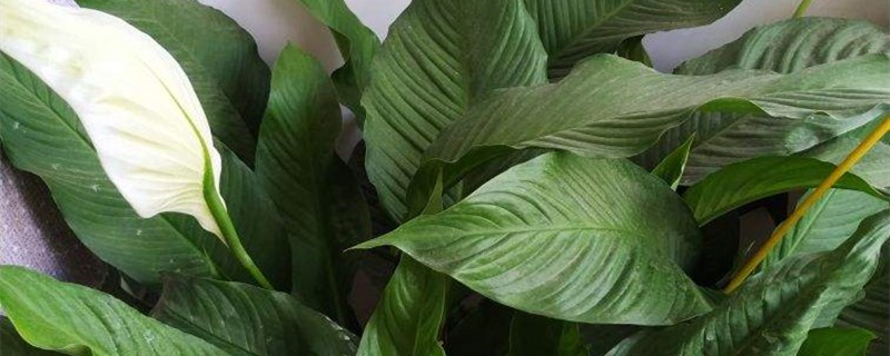 一帆风顺播种步骤一帆风顺其他的繁殖方法(一帆风顺如何栽培)