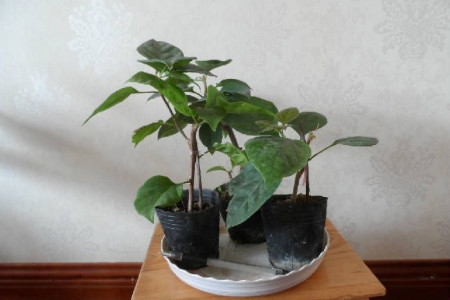 三角梅几月发芽?