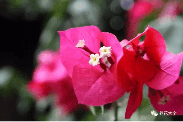 三角梅瀑布盆景