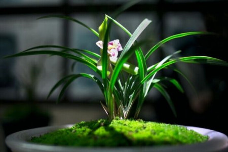 兰花叶扭转是什么原因