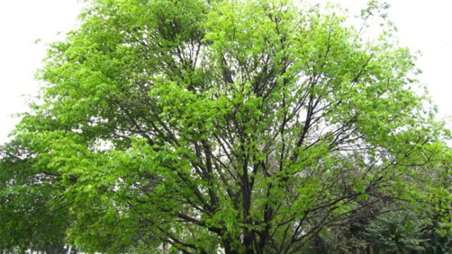 大叶榕怎样嫁接小叶榕(大叶榕怎样嫁接小叶榕苗)