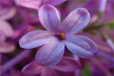 五片丁香花瓣的花寓意