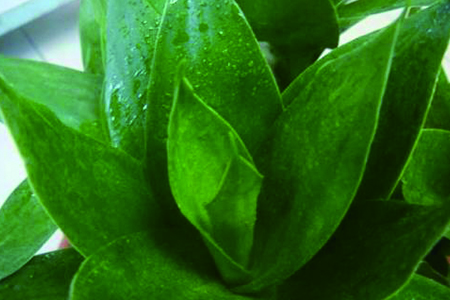 观音竹子叶子发黄怎么补救