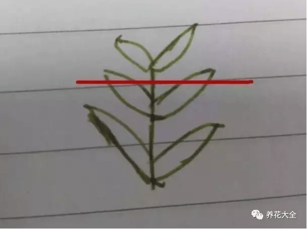 三角梅瀑布盆景