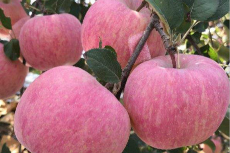 世界上最大的苹果有多大?