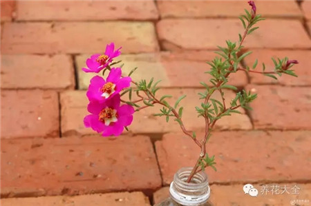 什么花适合养在花盆里