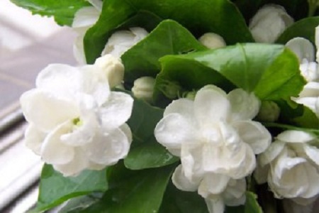 大叶栀子花修剪方法