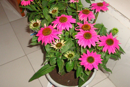 松果菊播种多少天发芽