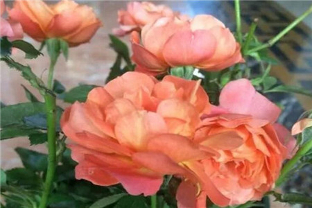 月季花适合院子里种植吗