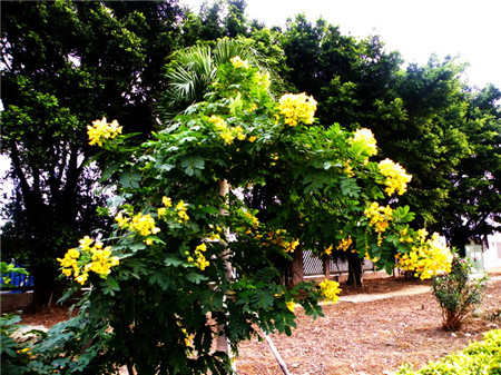 黄槐决明的种子图片