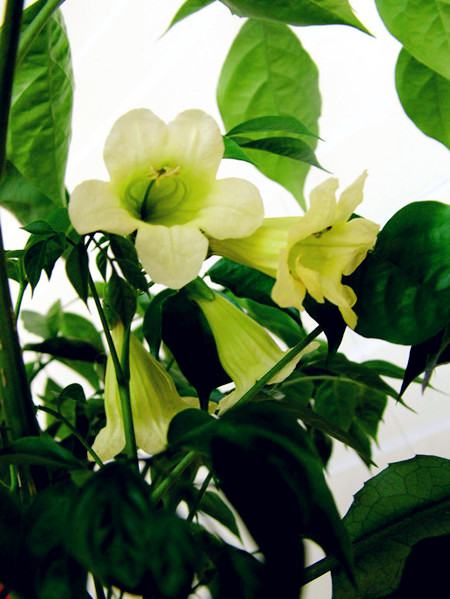 幸福树图片大全大图