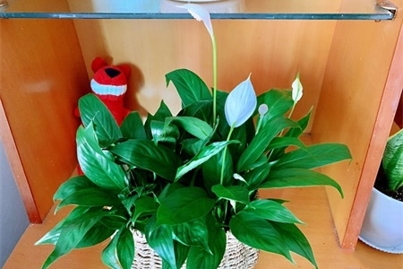 白掌的花语及寓意和故事