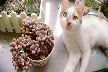 多肉植物扦插繁殖如何操作