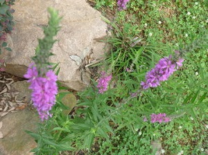 神香草提取物是什么