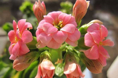 长寿花怎样养才能又矮又肥又开花