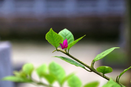 三角梅几月发芽?