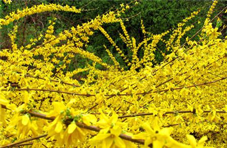 迎春花的功效与作用有哪些