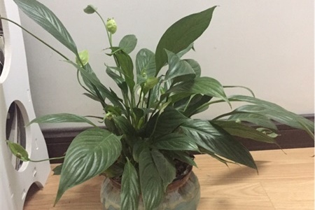 白掌的花语及寓意和故事