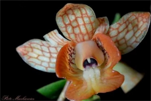 全球最罕见的奇花异草第1个就吓到我了!(奇花异草名录)