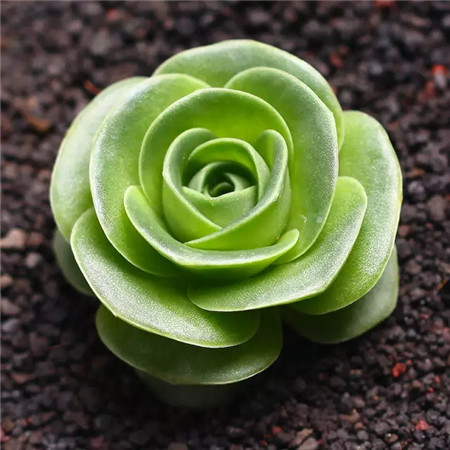 多肉五月份还可以施肥吗