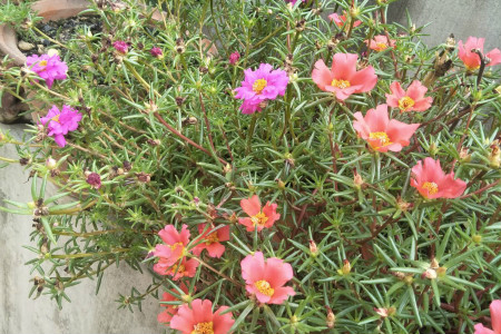 太阳花苗种植方法