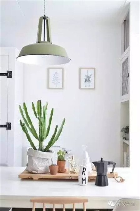 什么花适合养在花盆里