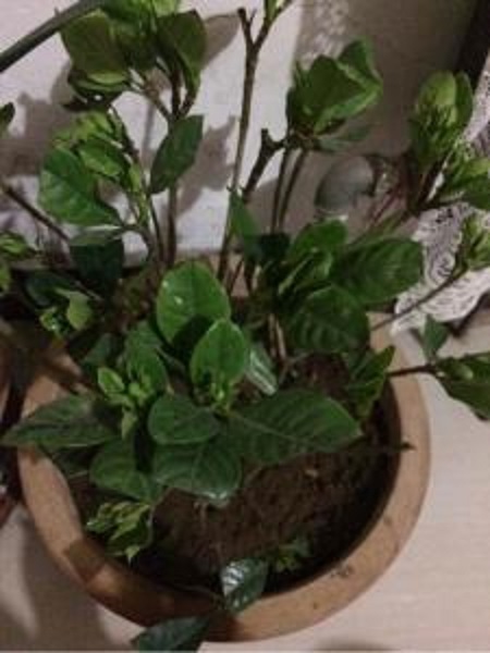 栀子花叶子发黑枯萎怎么办