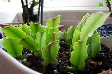 蟹爪兰一节可以留几个叶片