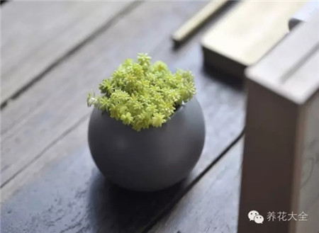 什么花适合养在花盆里