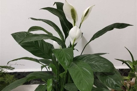 白掌的花语及寓意和故事