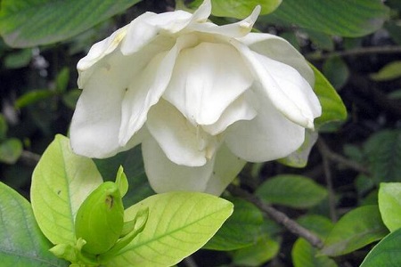 大叶栀子花修剪方法